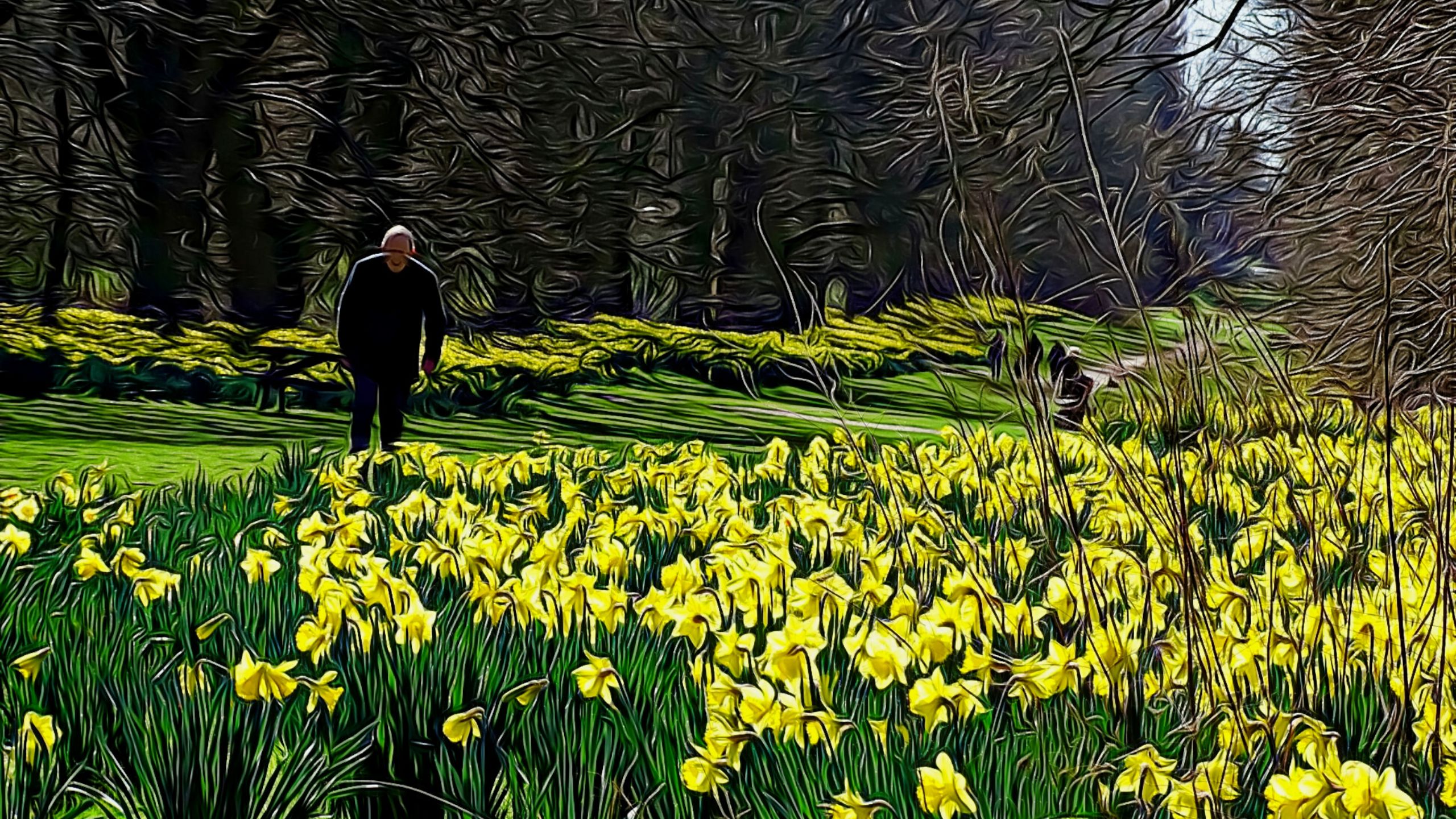 daffodils at nowton park anna frankum