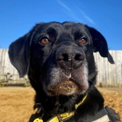 Dogs Trust Charity Shop