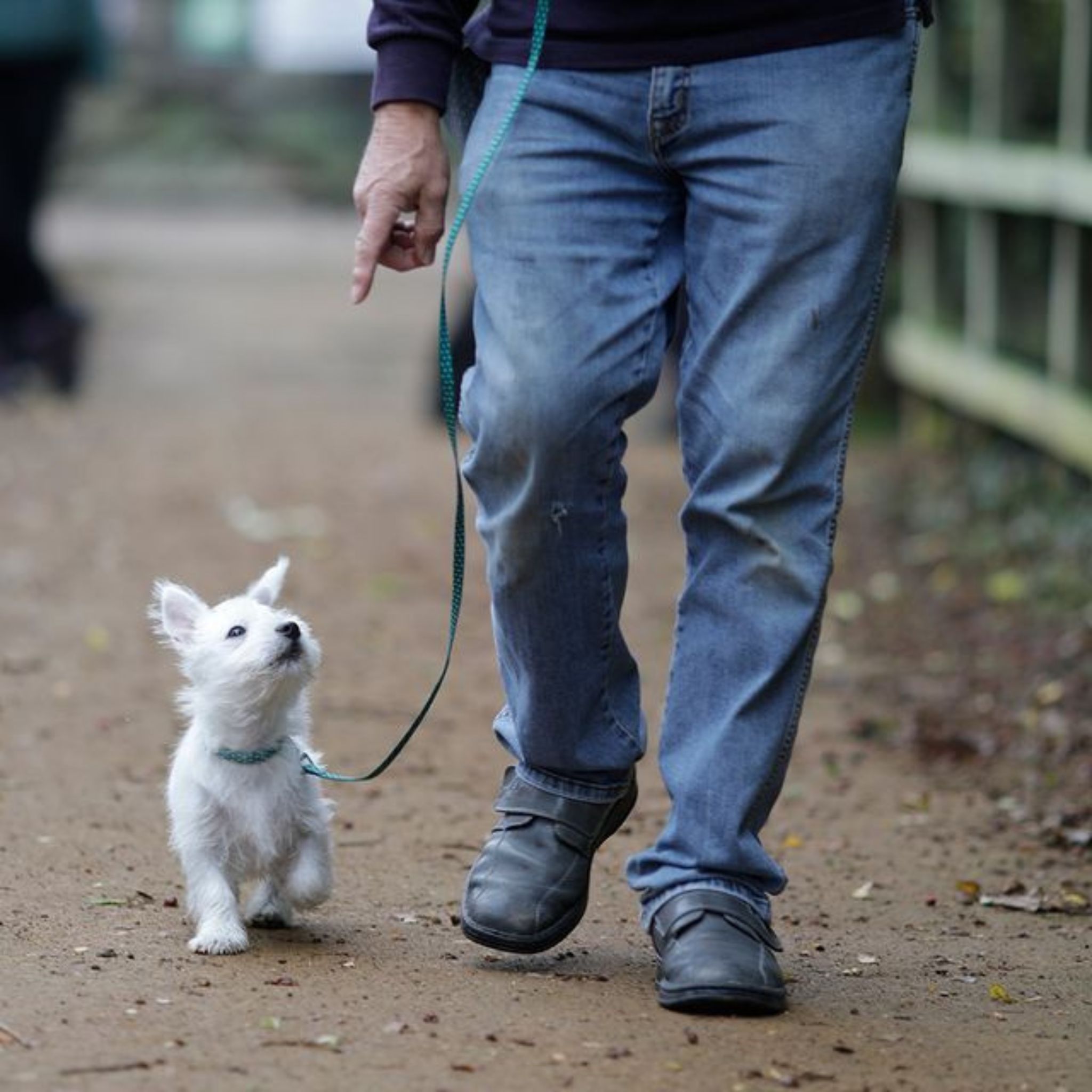 Woodgreen Animal Shelters eXplore Bury St Edmunds!